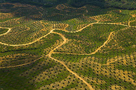 Palm oil plantation, Malaysia