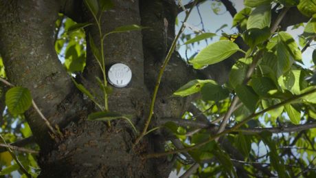 tree_sensor20-1
